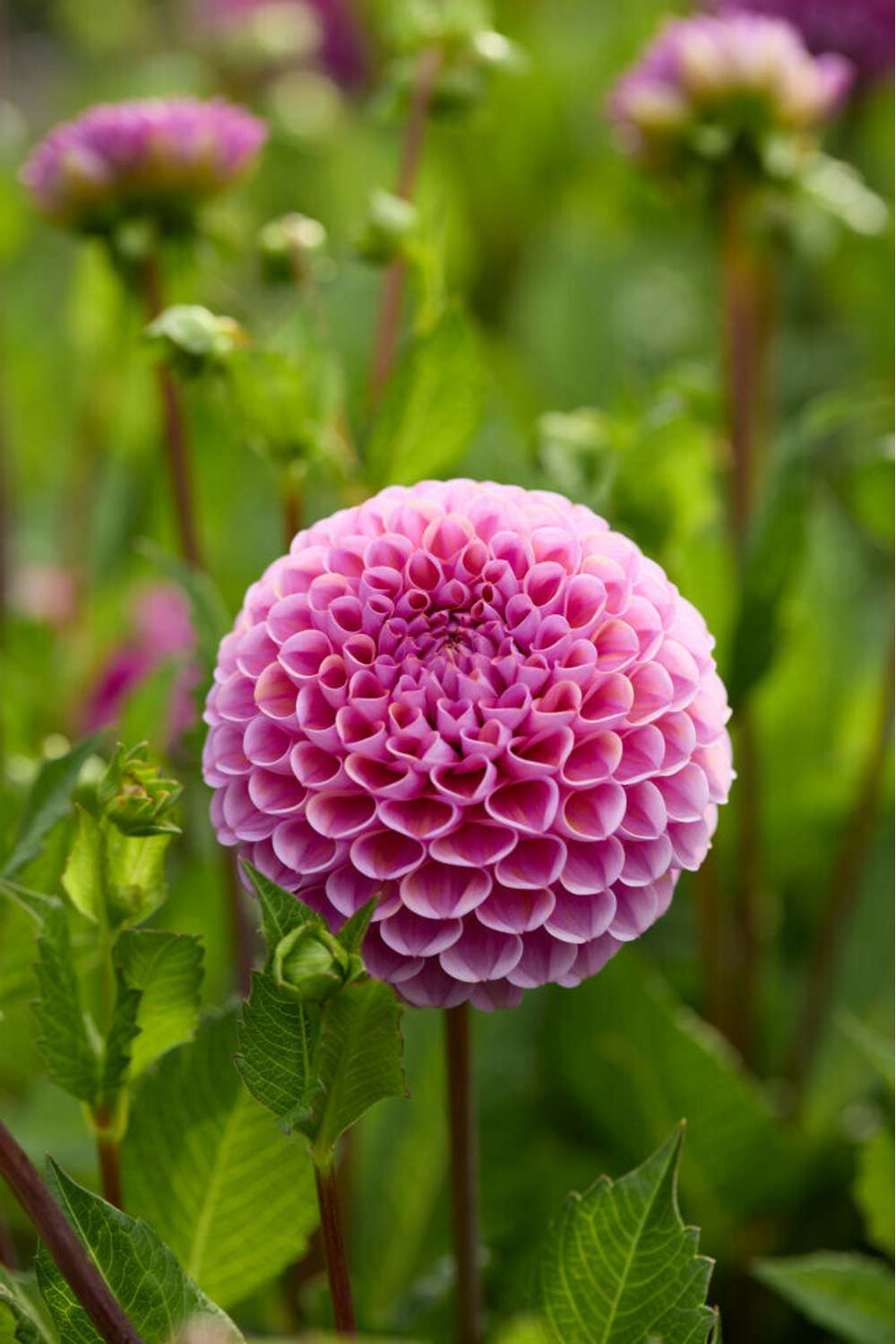 Dahlia 'Isabel'